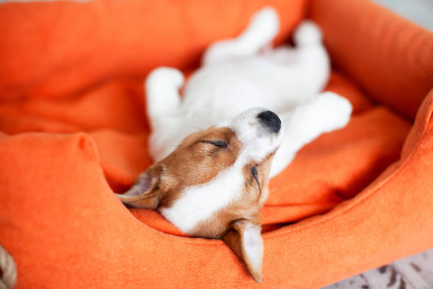 istock Cute Puppy Sleeping in orange dog's bed 2186916441
