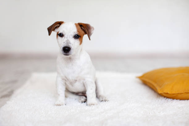 istock Puppy Dog Sitting at home 2186916457