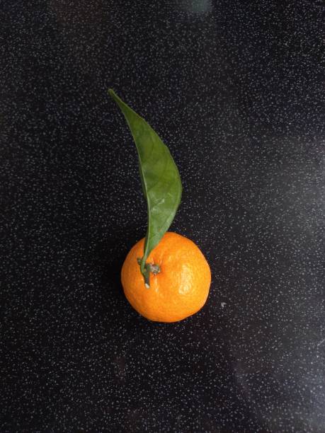 Satsuma mandarin (Citrus unshiu)