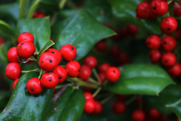 Close-up of shiny red berries on Holly branches. lex cornuta bush