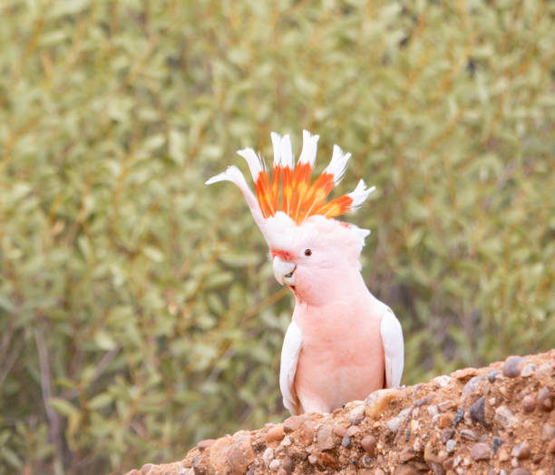 istock Cacatua of Leadbeater 2186921021
