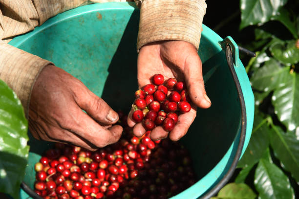 istock close up of fresh coffee beans 2186921599
