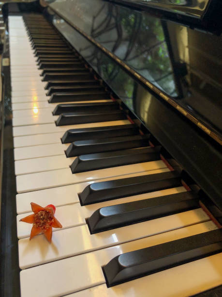 Black and white piano keys and pomegranate flower
