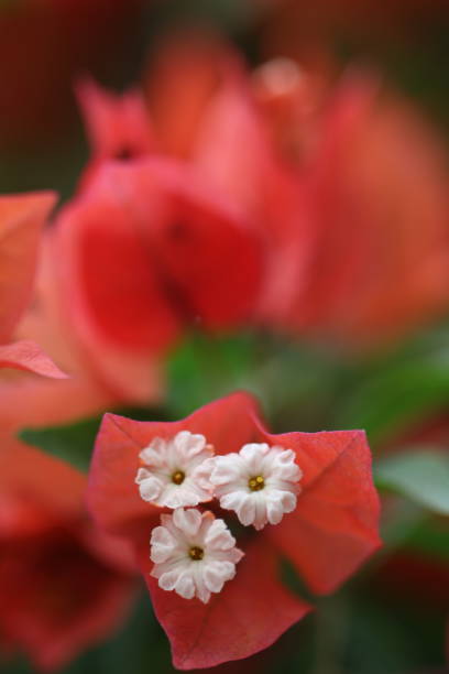 Flower feature, Bougainvillea, spectabilis, rose with red color