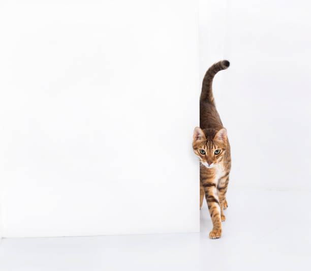 istock cat stand with a blank sign, isolated on white background 2186923938