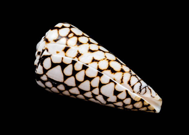 istock Close-Up of Conus Marmoreus Shell 2186924114