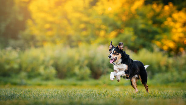 istock Excited border collie running in a sunlit field. 2186925691