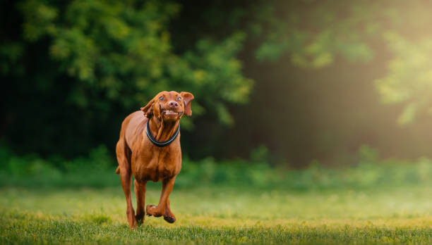 Energetic dog running outdoors in nature.