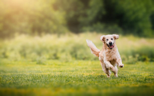 istock Golden retriever running happily on green grass in nature. 2186925708