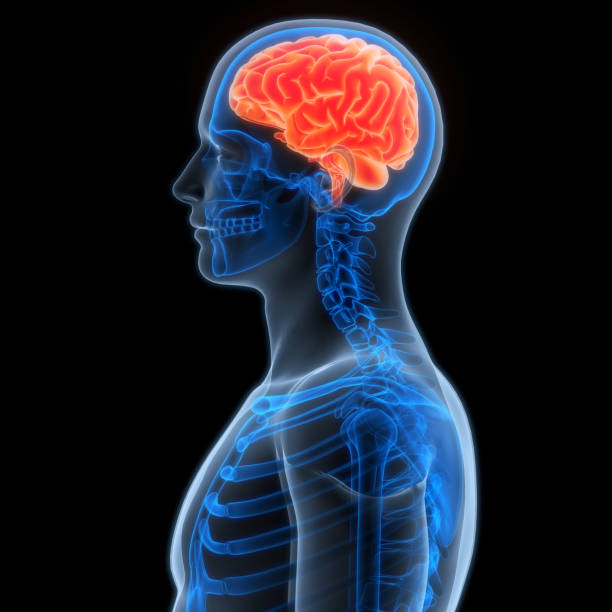 istock Central Organ of Human Nervous System Brain Anatomy 2186926558