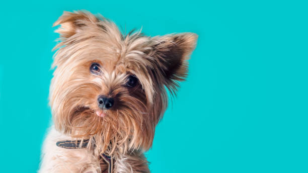 istock Yorkshire Terrier puppy portrait on a light background 2186926663
