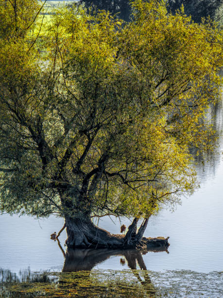 istock A willow tree stands tall in a lake (Grote Bloem) on a sunny day 2186926785