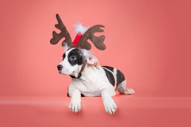 istock Staffordshire Terrier puppy lying on a coral studio background 2186927973