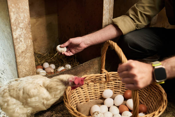 Hands of farmer collecting fresh eggs
