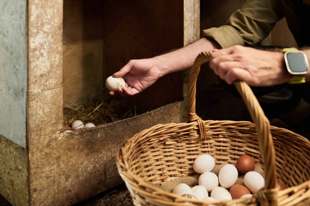 istock Collecting fresh eggs of chickens 2186929331
