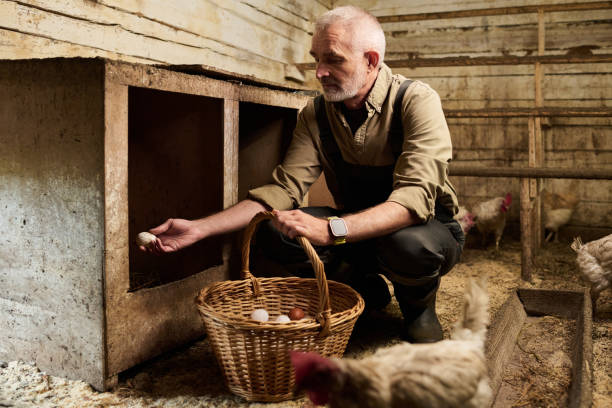 istock Mature farmer collecting fresh eggs 2186929337