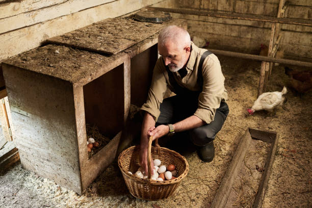 Farmer putting fresh eggs in basket