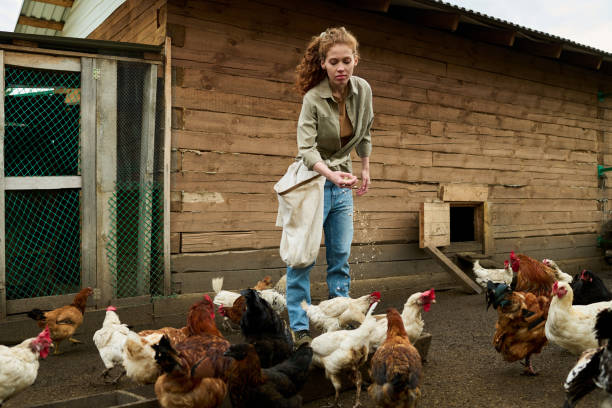 istock Farmer with sack of oat feeding hens 2186929360