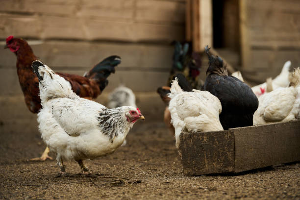 Hens pecking poultry feed in manger Bred free range hens pecking poultry feed on the ground and in manger by wooden coop at modern livestock farm chickens in the poultry yard eating stock pictures, royalty-free photos & images
