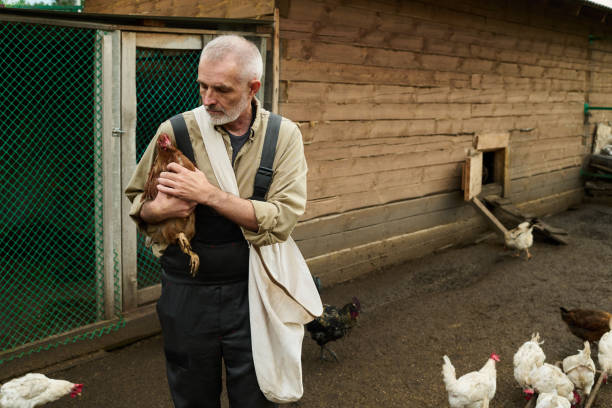 istock Senior male farmer looking at brown hen 2186929372
