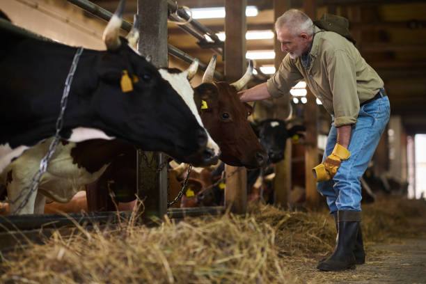 istock Owner of cattle farm touching dairy cow 2186929410