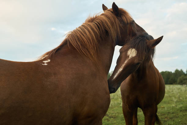 Brown purebred horse and stallion touching one another by noses while grazing on green grass in rural environment