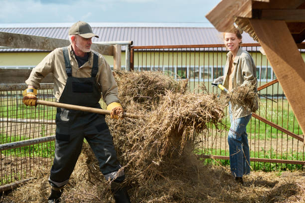 istock Heaping fresh hay into wooden feeder 2186929448