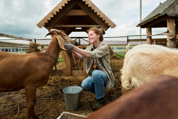 istock Farmer feeding and petting purebred goat 2186929449