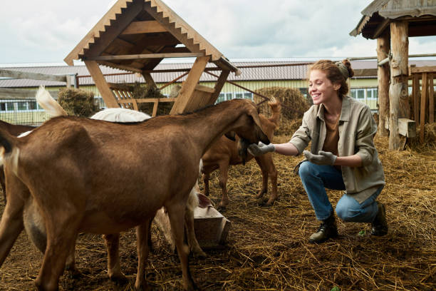 istock Goat eating oat from hand of farmer 2186929455