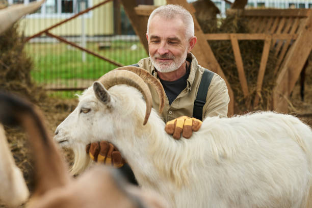 istock Farmer petting white purebred goat 2186929463