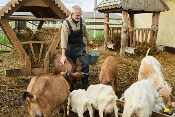 istock Male farmer with bucket feeding goats 2186929464