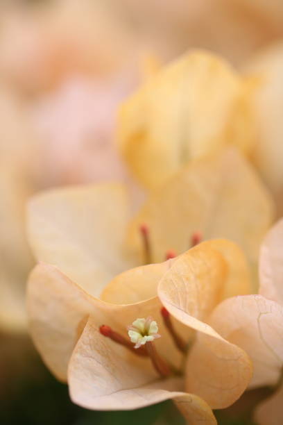 istock Flower feature, Bougainvillea, spectabilis, rose 2186929631
