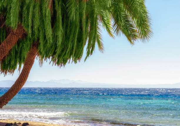 Imagine a serene beach view with gentle waves at the shore and palm leaves framing the beautiful turquoise sea
