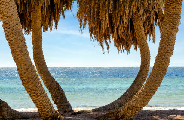 palm trees on the red sea without people in egypt tropical background nature landscape