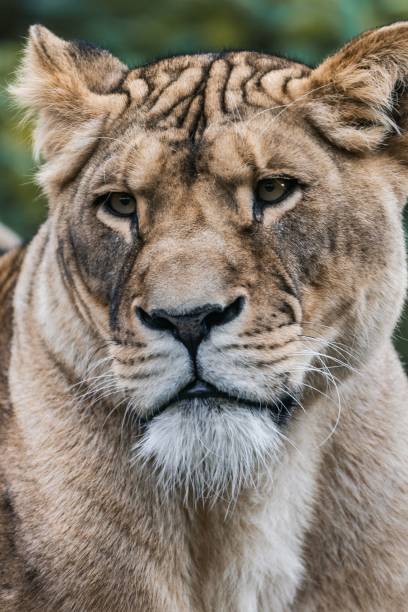istock Close-up of a tiger's face 2186930314