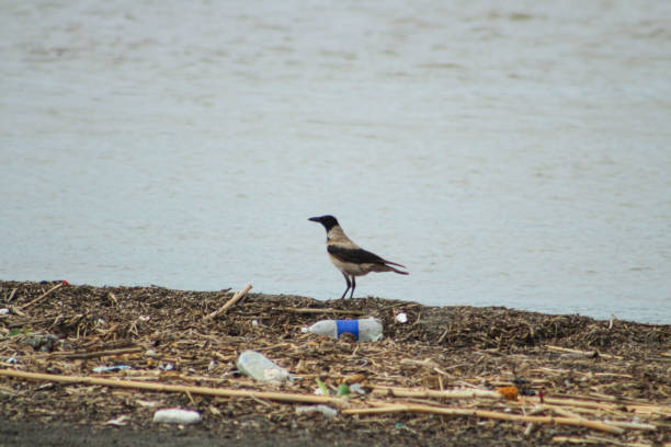 istock A carrion crow among the garbage by the river. Concept related to environmental pollution. 2186930443