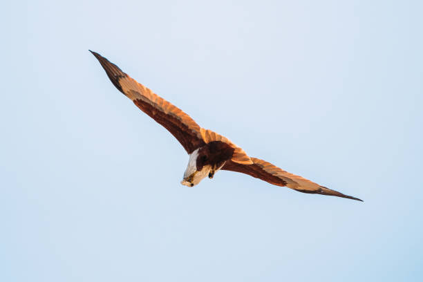 istock Goa, India. Brahminy Kite Eating Crab In Flight In Blue Sky 2186930560
