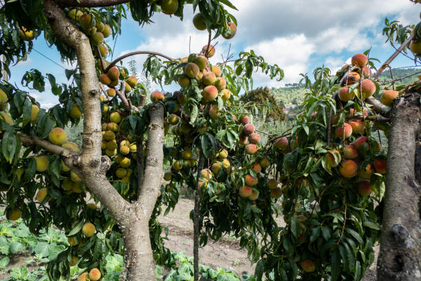 istock Ripe peaches ready to be picked 2186930680