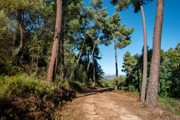 istock Trail in the middle of nature 2186930705