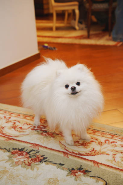 a white spitz dog on the carpet in the room