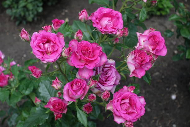 istock Multiple magenta colored flowers of roses in June 2186931448