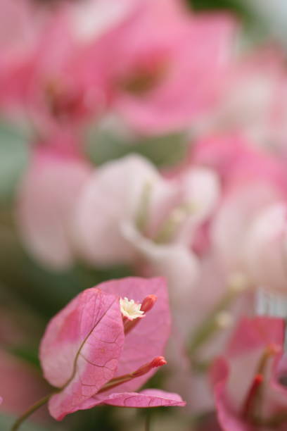 istock Flower feature, Bougainvillea, spectabilis, rose 2186931592