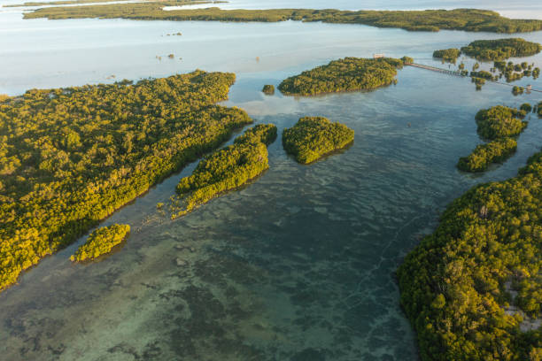 istock Mangrove forest in Olango Island, Lapu-Lapu, Philippines. 2186932098