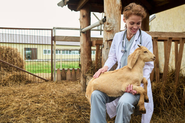 istock Veterinarian holding goat on knees 2186932270