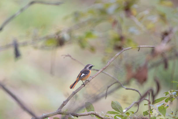 Wild bird perched on a branch: Daurian redstart