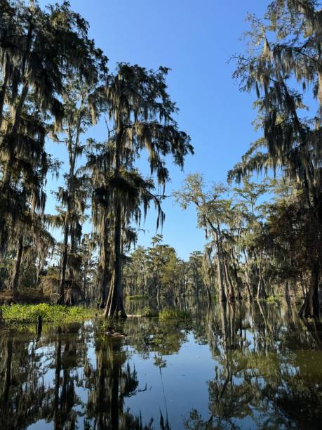 istock Breaux Bridge Swamp Tour 2186934089