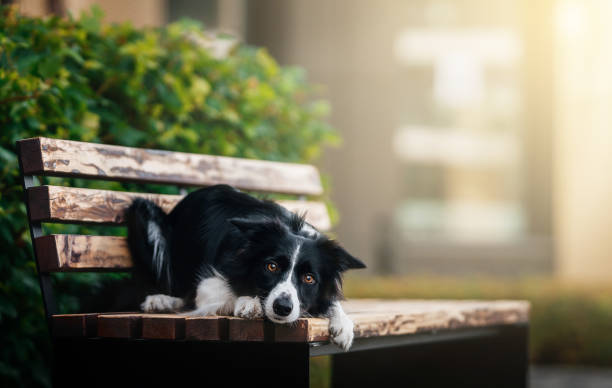 istock Thoughtful Border Collie Resting on a Park Bench. 2186934151