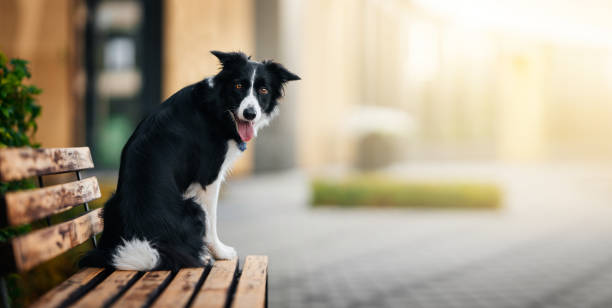 istock Border Collie Sitting on Bench in Park. 2186934160