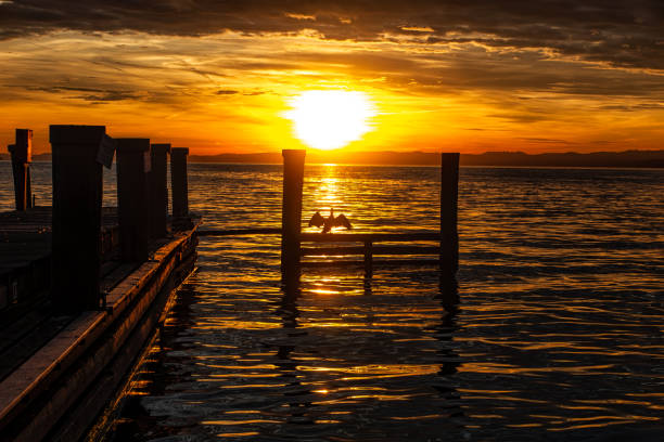 istock Cormorant at sunset on Lake Garda 2186936184