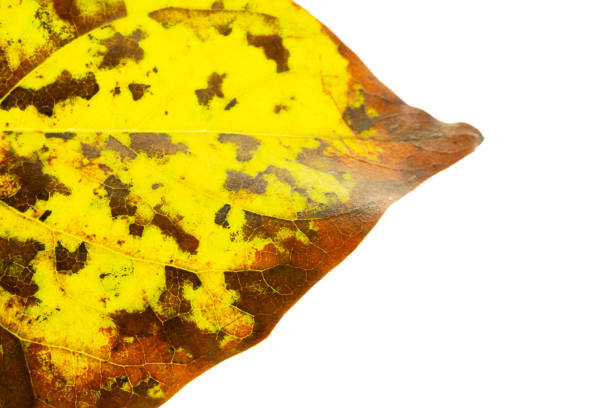 autumn lilac leaf closeup. The skeleton of the leaves is translucent with visible veins and cells. isolated on white background